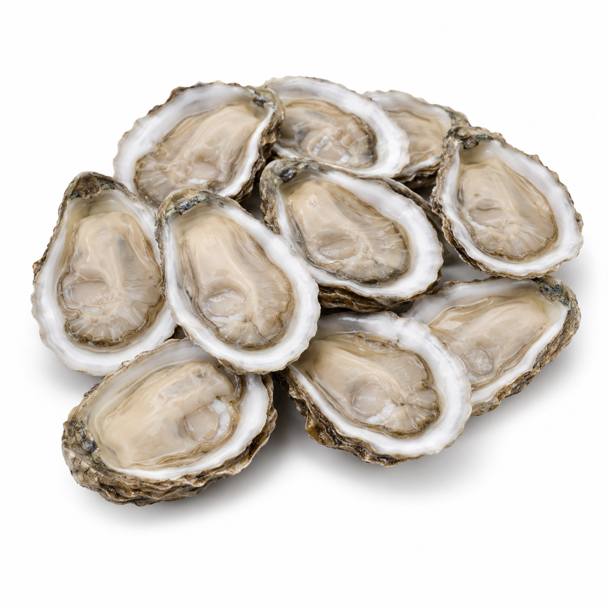 Studio product image of Chesapeake Bay Oysters on a clean white background.