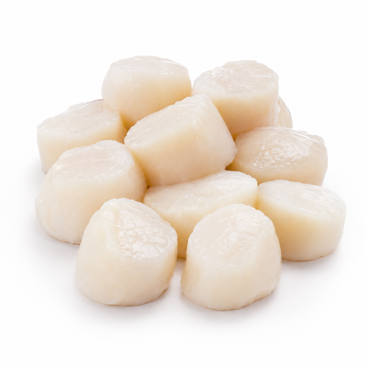 Sea Scallops